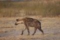 Hyena on the move 